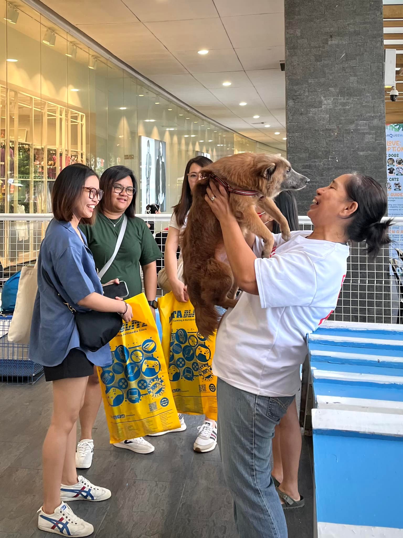 Cats and kittens ready for adoption