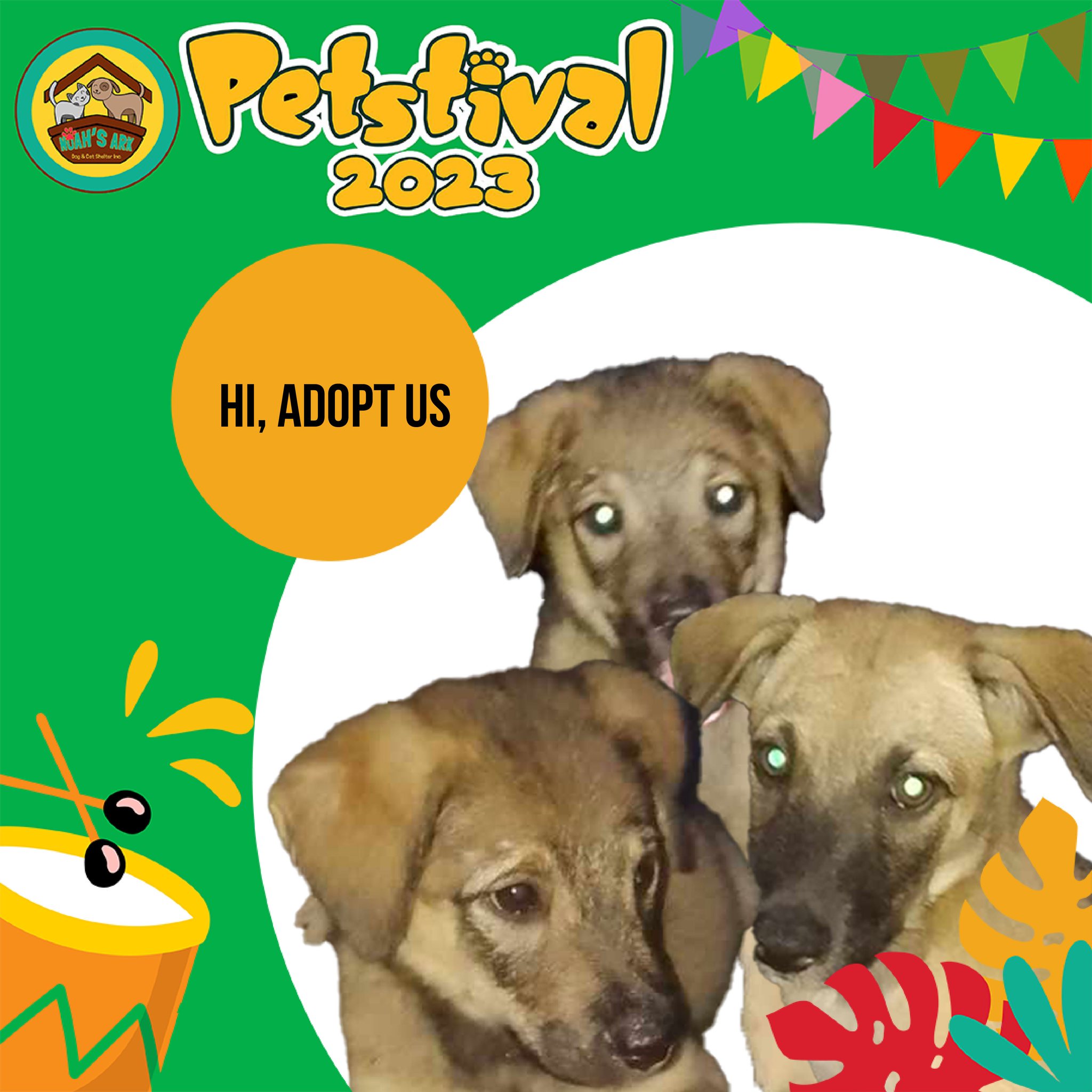Dogs seeking adoption at the Petstival