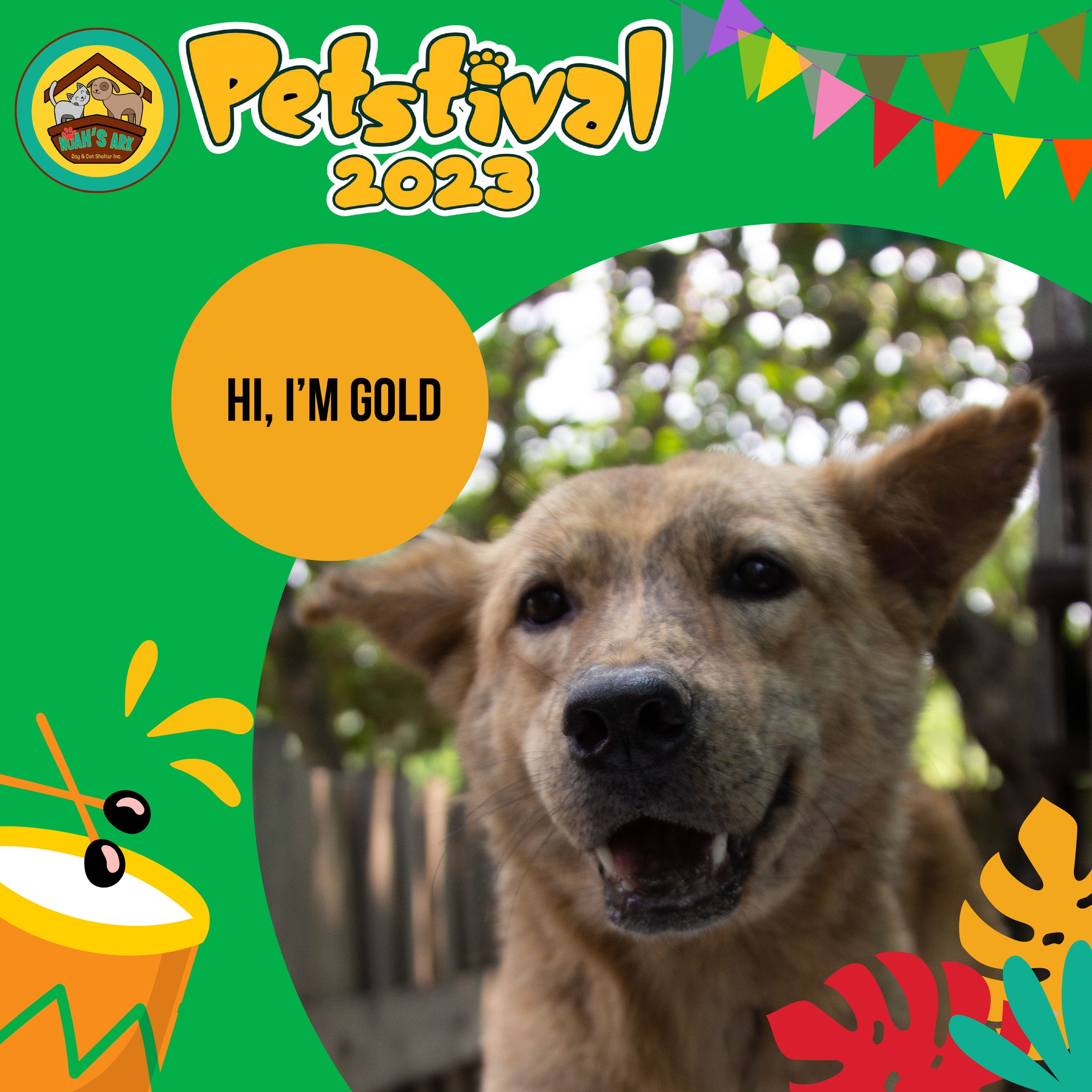 Cats in the Cat seeking Companionship section